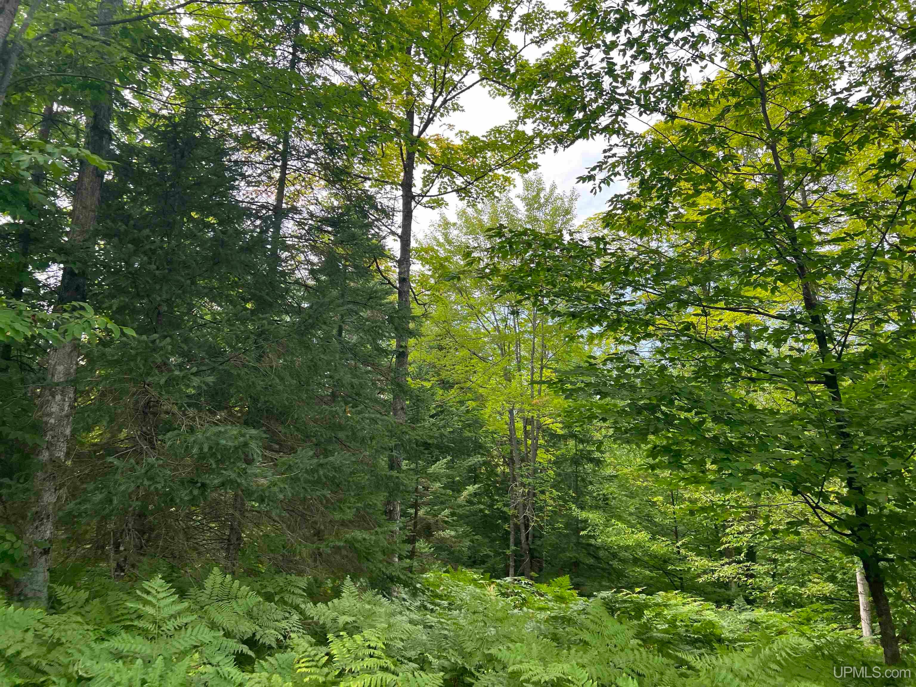 Tbd Camp Five Road Crystal Falls, MI 49920 - Photo 34 of 54 Gallery Image 34