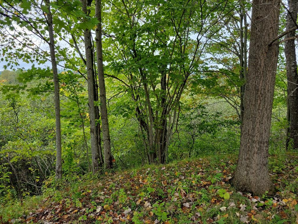 0 Barn Swallow Road Somerset, PA 15501 - Photo 12 of 18 Gallery Image 12