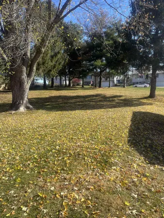a view of a yard with large trees