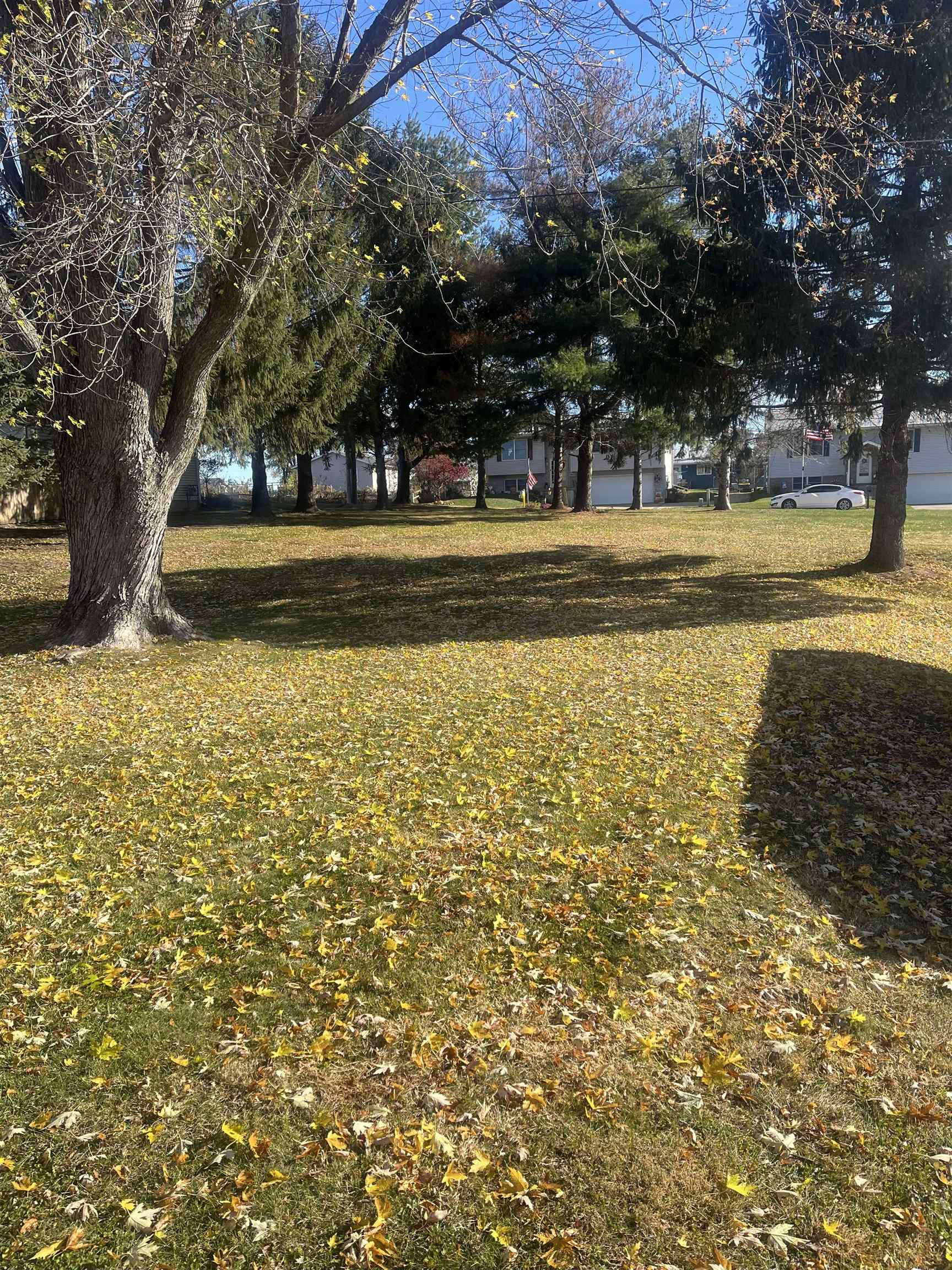 a view of a yard with large trees