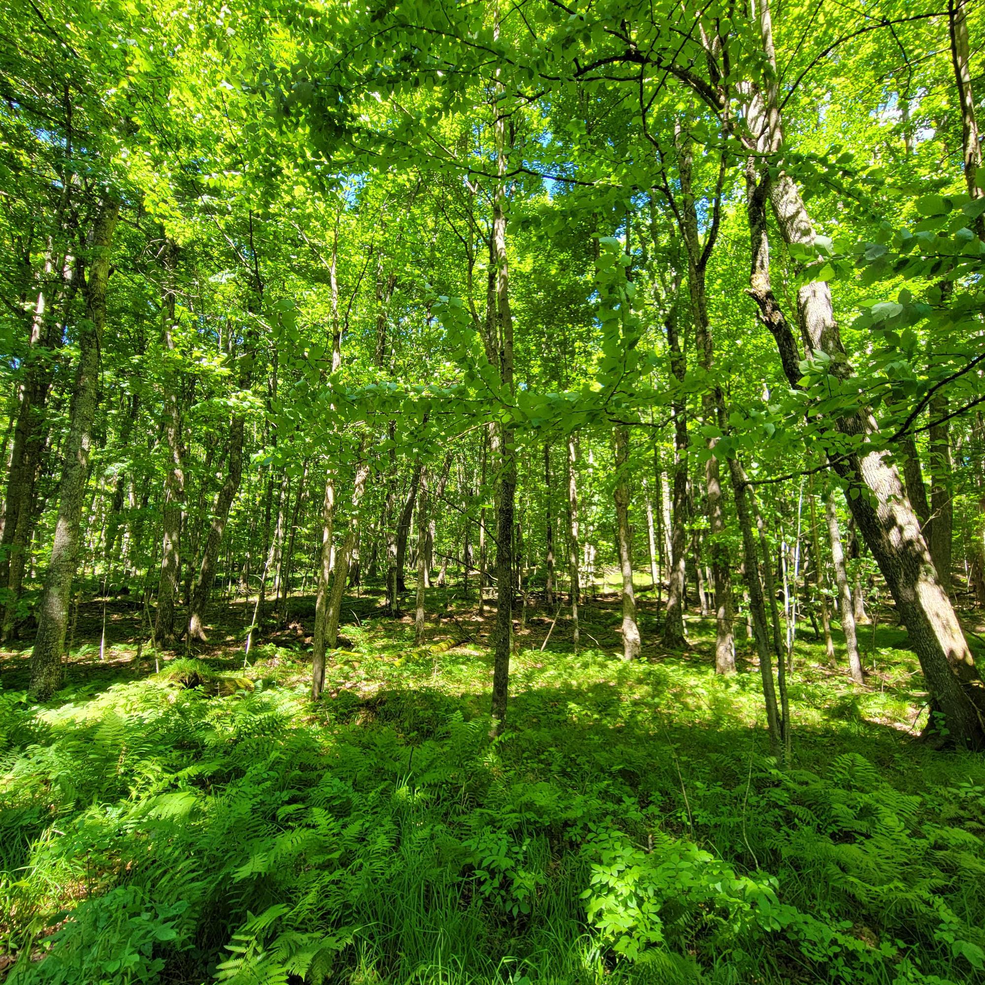 Lot 14 Red Fox Road Presque Isle, WI 54557 - Photo 3 of 17 Gallery Image 3