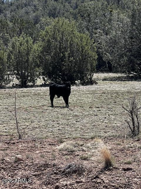 Lot 15 Juniper Mtn Ranches, Unit 15 Seligman, AZ 86337 - Photo 1 of 13 a view of a yard with large trees
