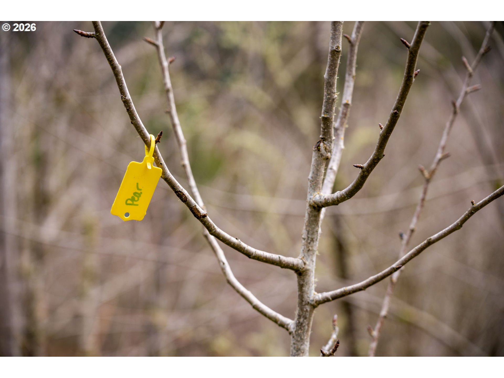 38220 Northeast Sunset Falls Road Yacolt, WA 98675 - Photo 35 of 40 a view of entryway