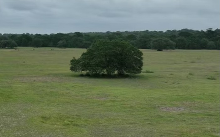 Lot 5-tbd Rd Ledbetter Tx 78946 Road Ledbetter, TX 78946 - Photo 16 of 16 View of undeveloped land
