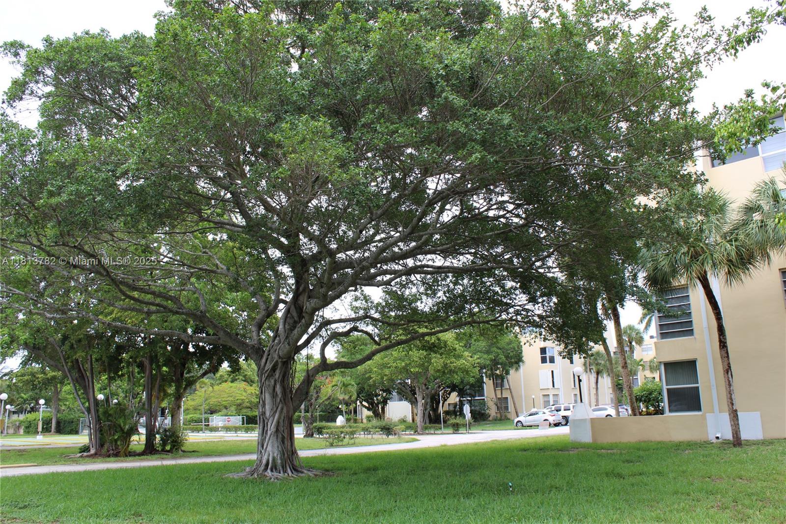 922 Northeast 199th Street, Unit 3D 304 Miami, FL 33179 - Photo 3 of 7 a view of a yard with a tree