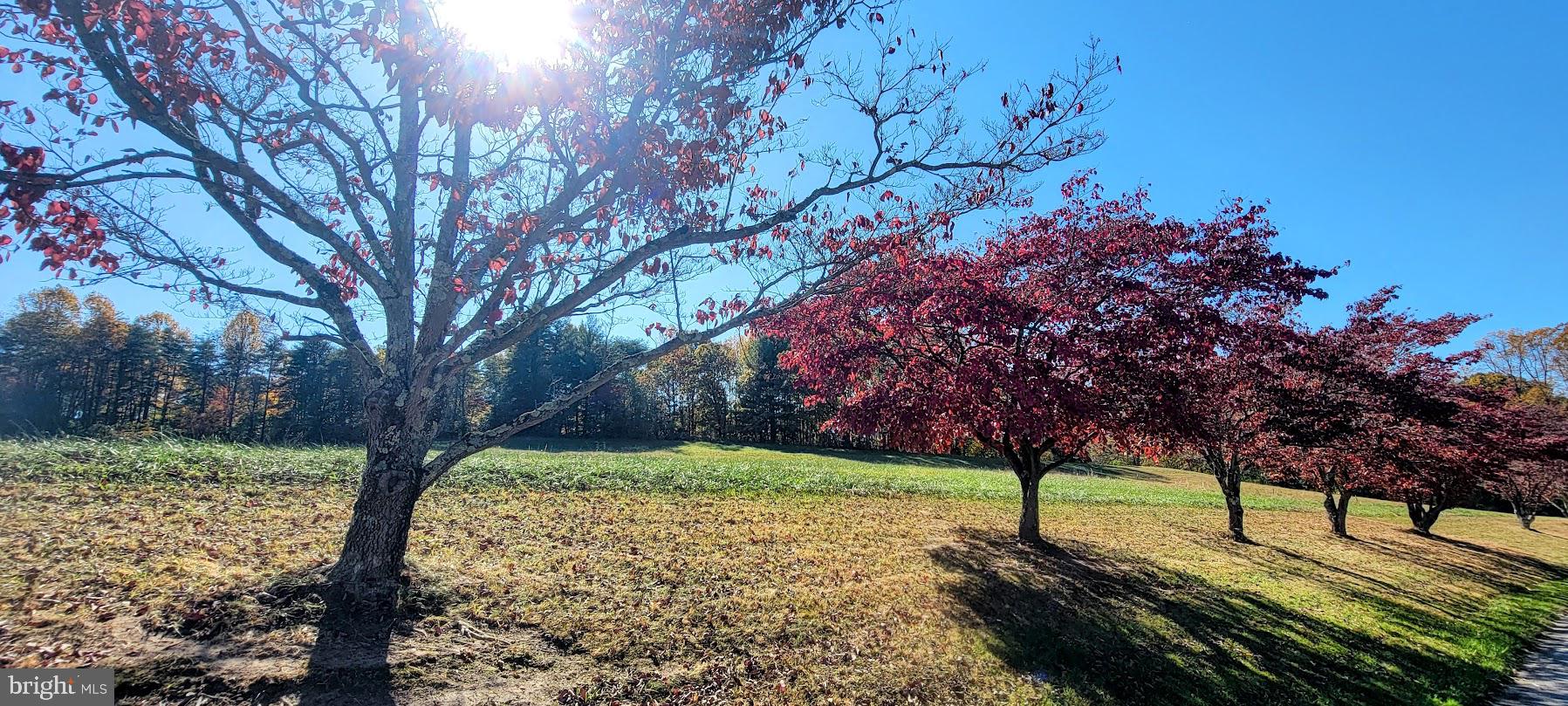 Magruders Ferry Road, Unit PARCEL C Brandywine, MD 20613 - Photo 6 of 39 a view of a yard with plants and trees
