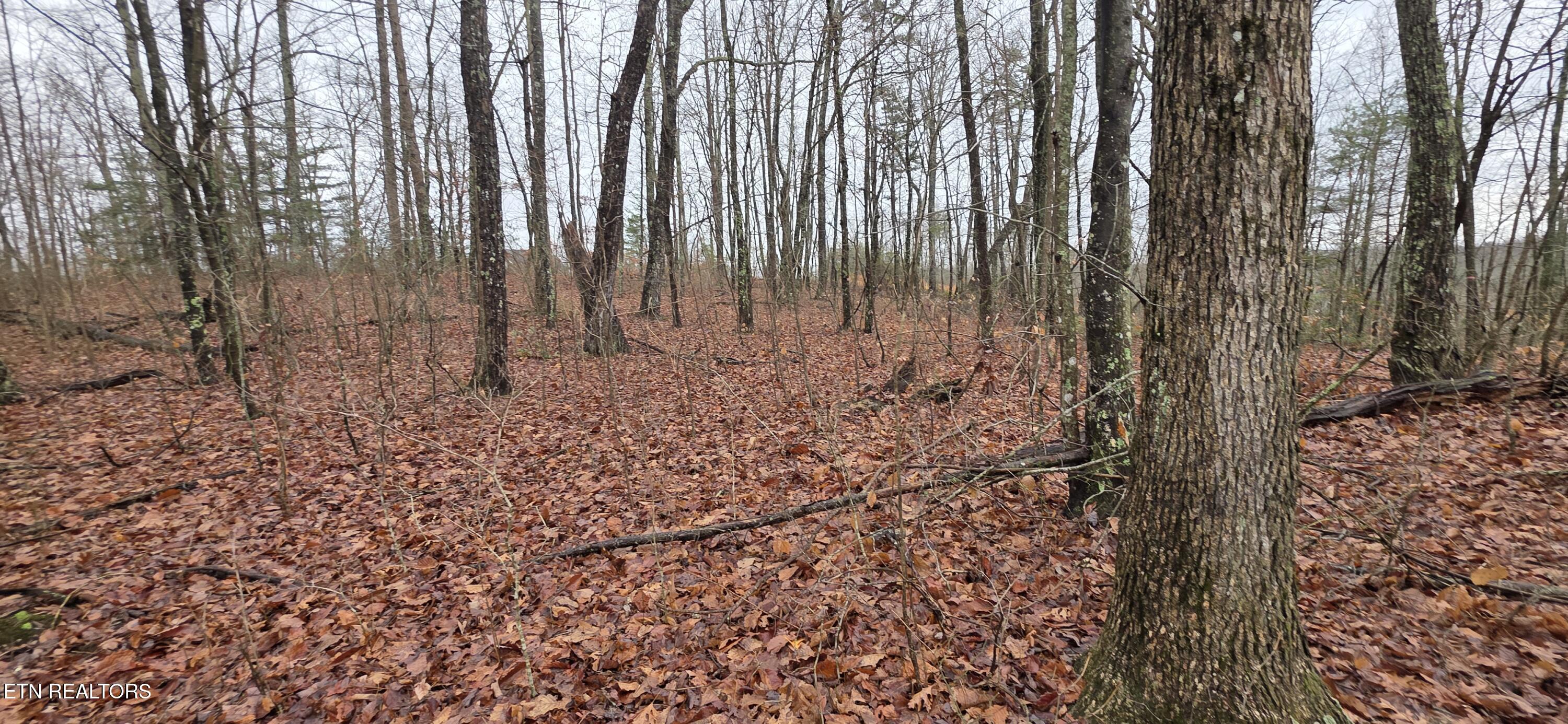 772 Eastridge Pass Monterey, TN 38574 - Photo 2 of 5 20260109_125929