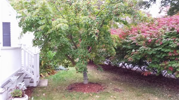 238 Prospect Street Ashland, MA 01721 - Photo 5 of 16 Gallery Image 5