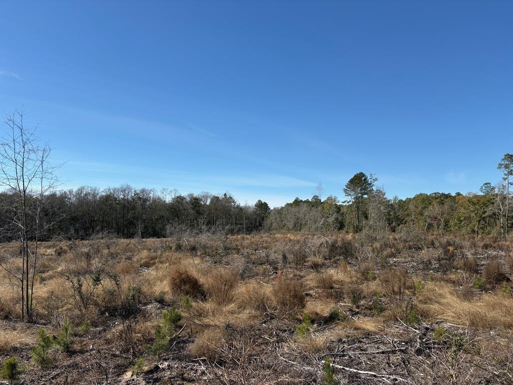 13-acres Goat Hill Road Samson, AL 36477 - Photo 10 of 19