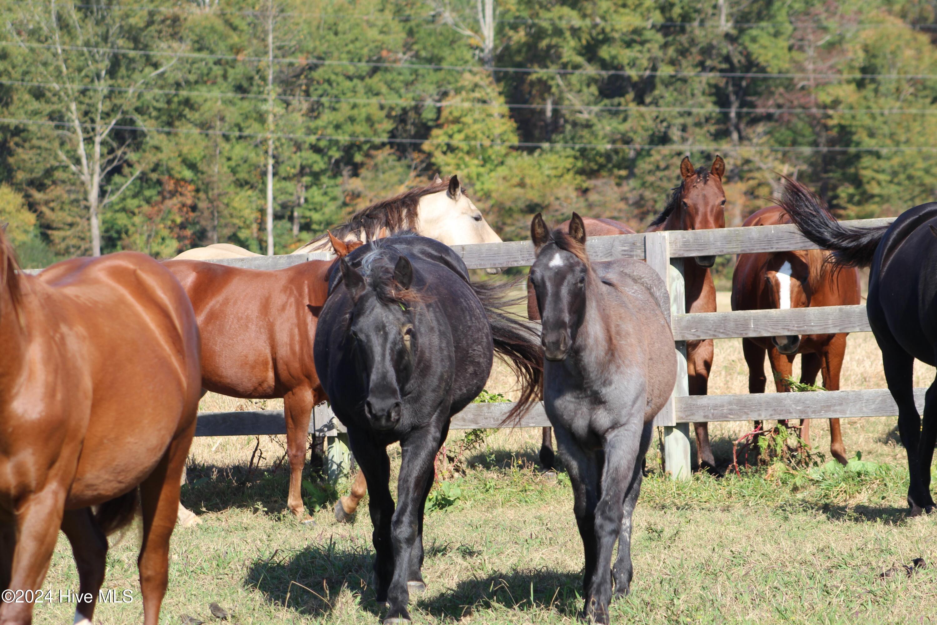455 Hogan Farm Road Seagrove, NC 27341 - Photo 49 of 87 pasture