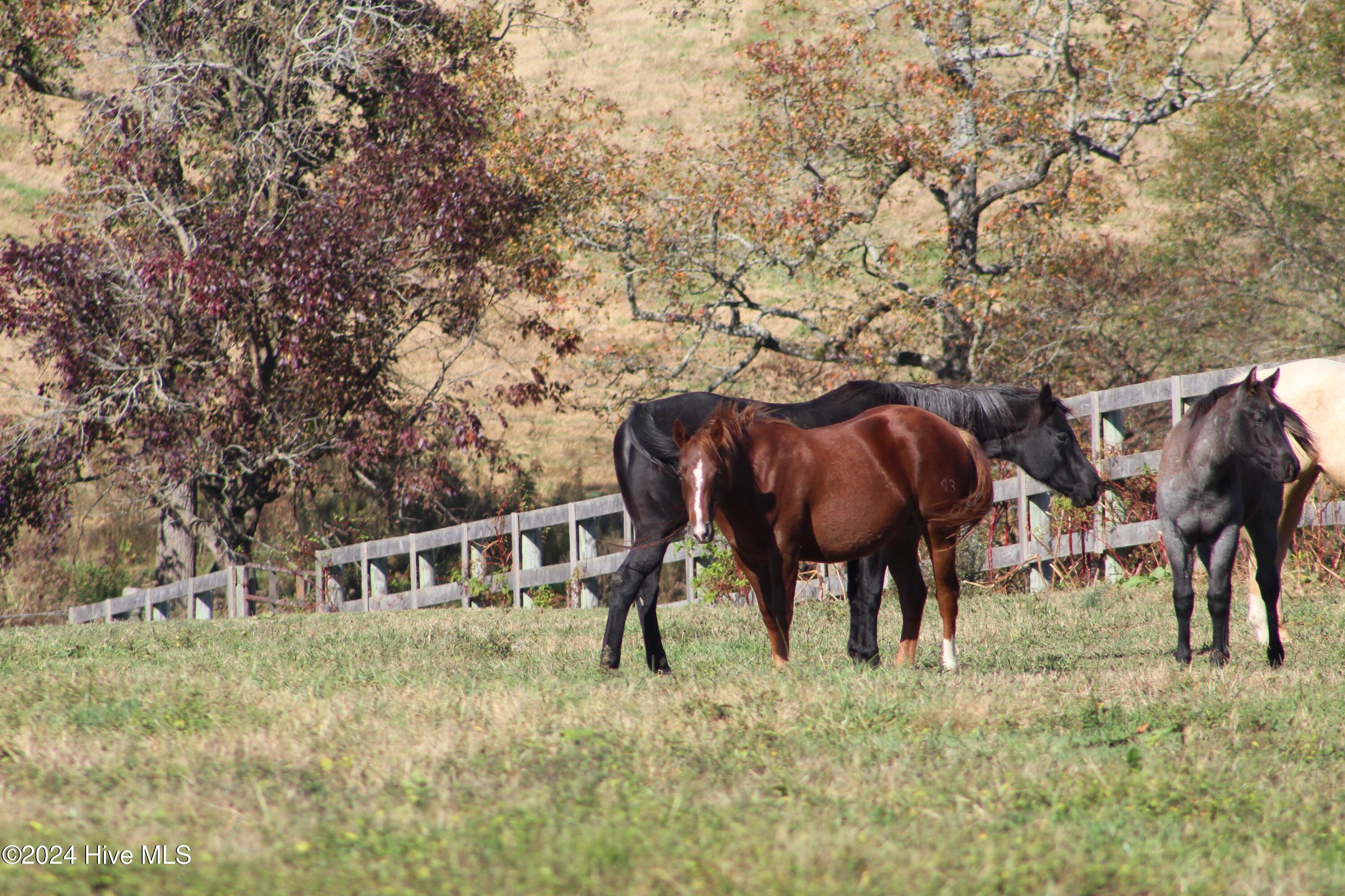 455 Hogan Farm Road Seagrove, NC 27341 - Photo 67 of 87 Pasture 8