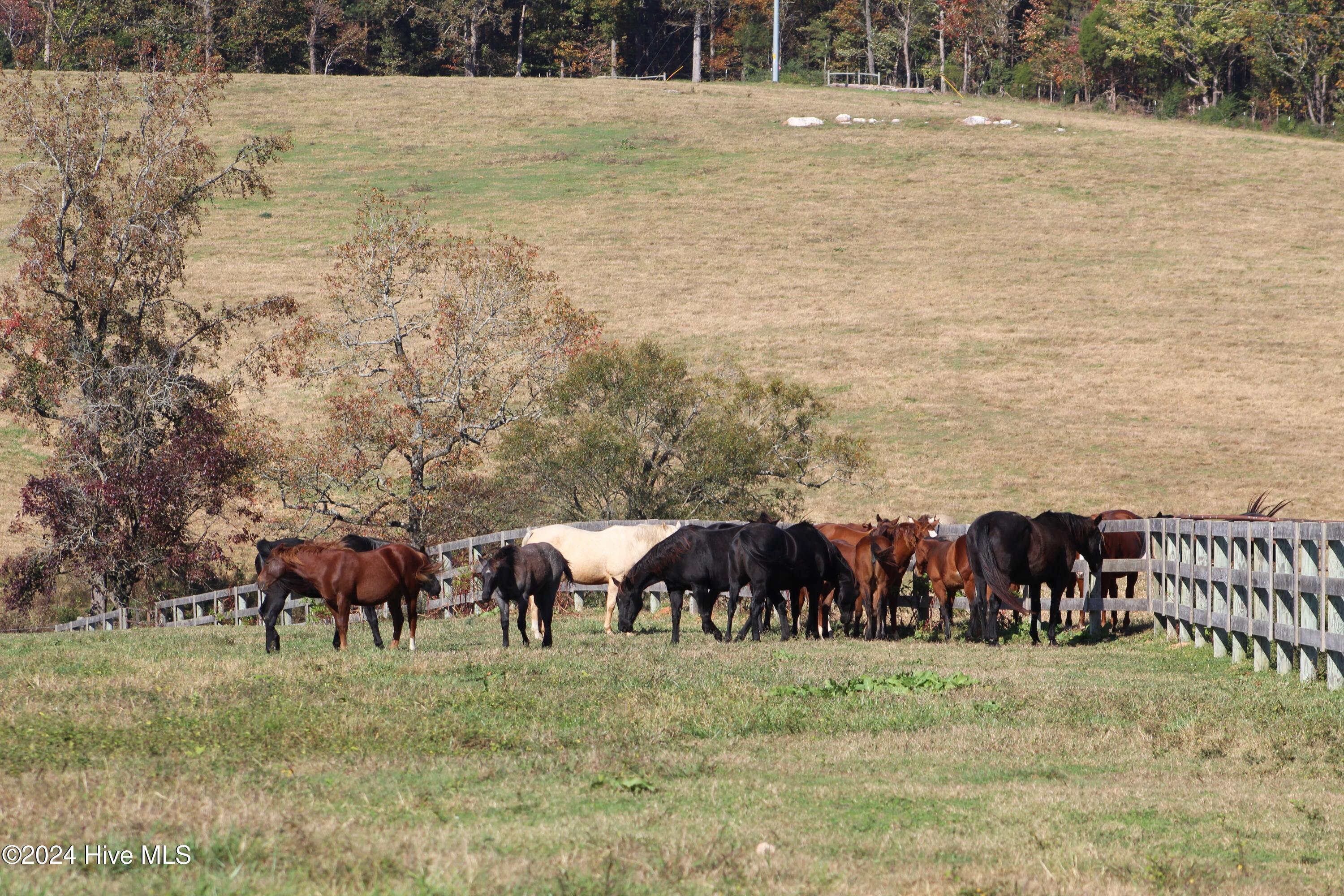 455 Hogan Farm Road Seagrove, NC 27341 - Photo 72 of 87 pasture 14