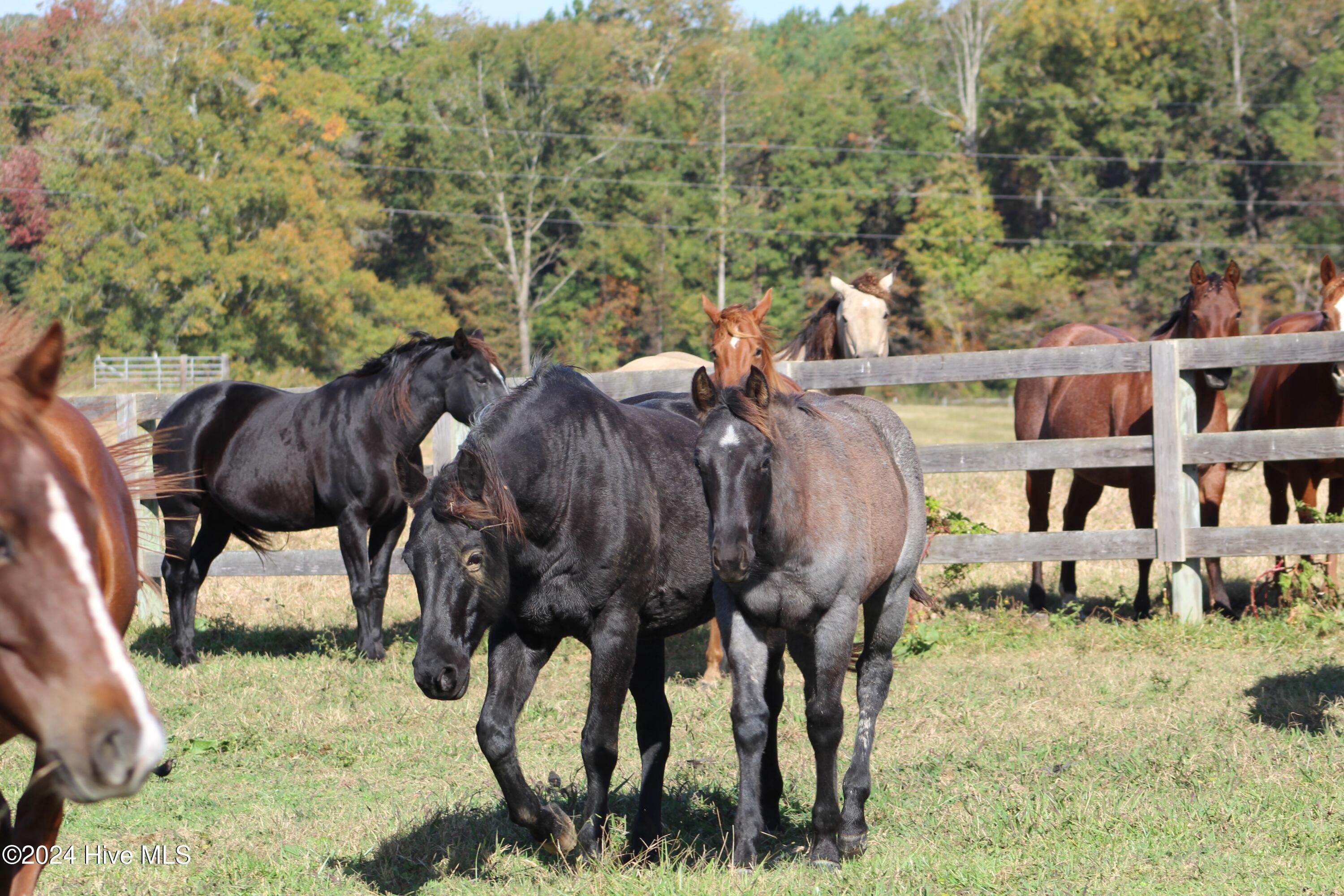455 Hogan Farm Road Seagrove, NC 27341 - Photo 73 of 87 pasture 15