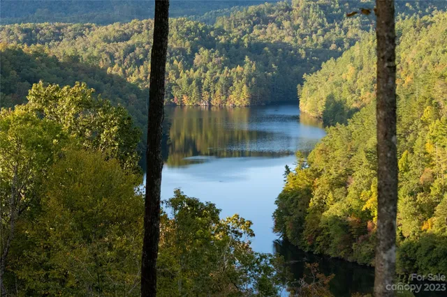 a view of a yard with plants