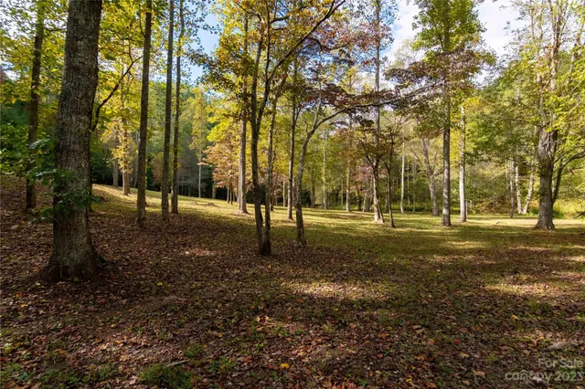 a view of a trees in a yard