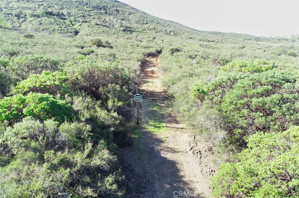 a view of a forest with a lake