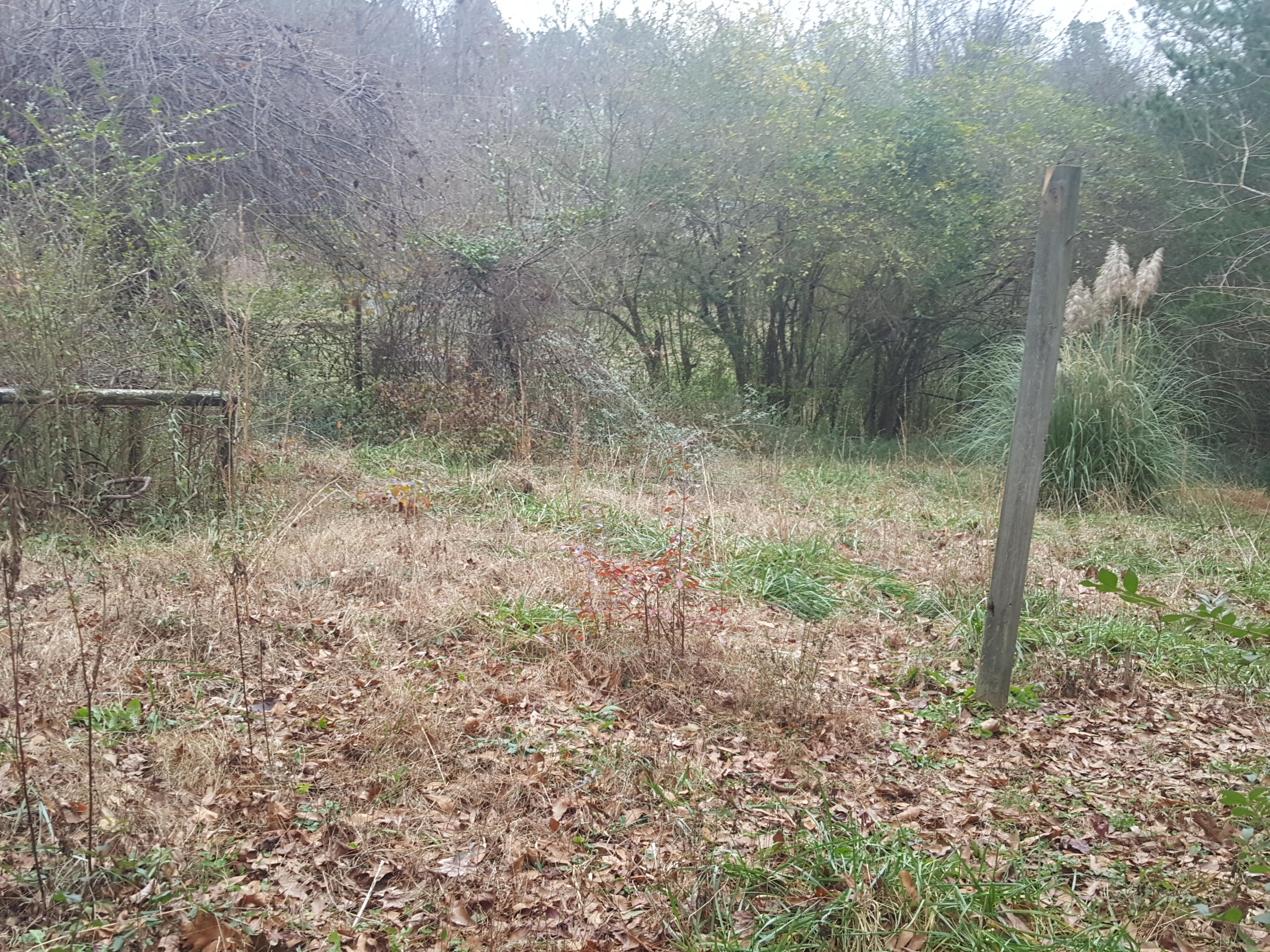 203 Friendship Road Chickamauga, GA 30707 - Photo 5 of 7 Friendship yard 4
