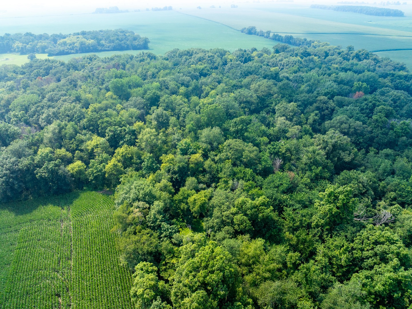 0 Hunter Road Harvard, IL 60033 - Photo 9 of 38 a view of a lush green forest with trees and some houses