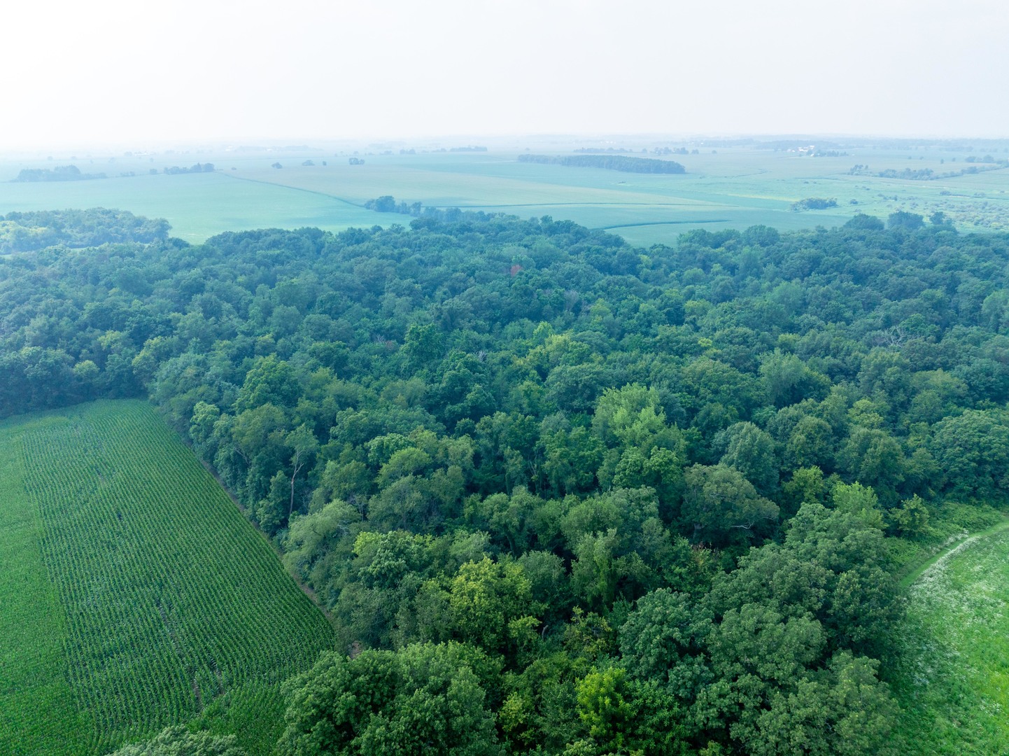 0 Hunter Road Harvard, IL 60033 - Photo 10 of 38 a view of a big yard with plants and large trees