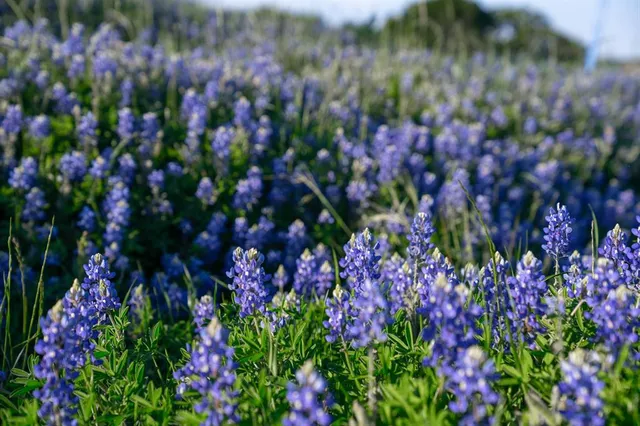 a view of a swimming pool with a back yard