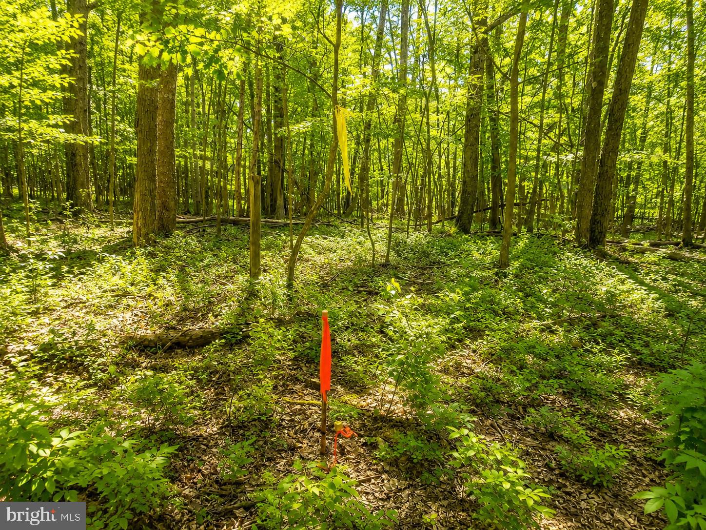 97-acres Lot C 97-acres Road Oakland, MD 21550 - Photo 21 of 21