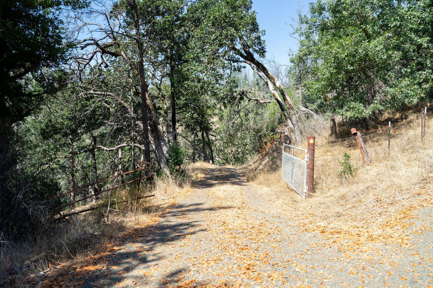 6583 St Helena Road Santa Rosa, CA 95404 - Photo 3 of 71 a view of a yard with large trees