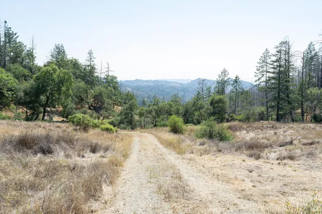 a view of a dry yard with trees