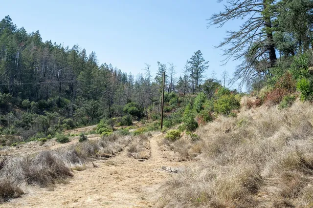 a view of a dry yard with trees