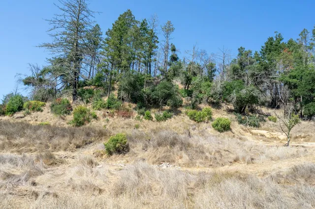 a view of a dry yard with trees in the background