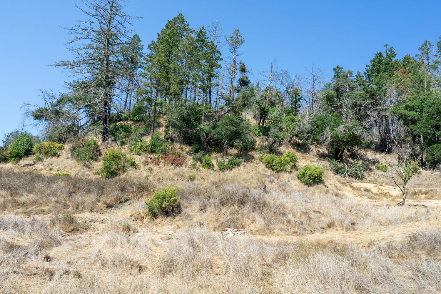 6583 St Helena Road Santa Rosa, CA 95404 - Photo 34 of 71 a view of a dry yard with trees and bushes