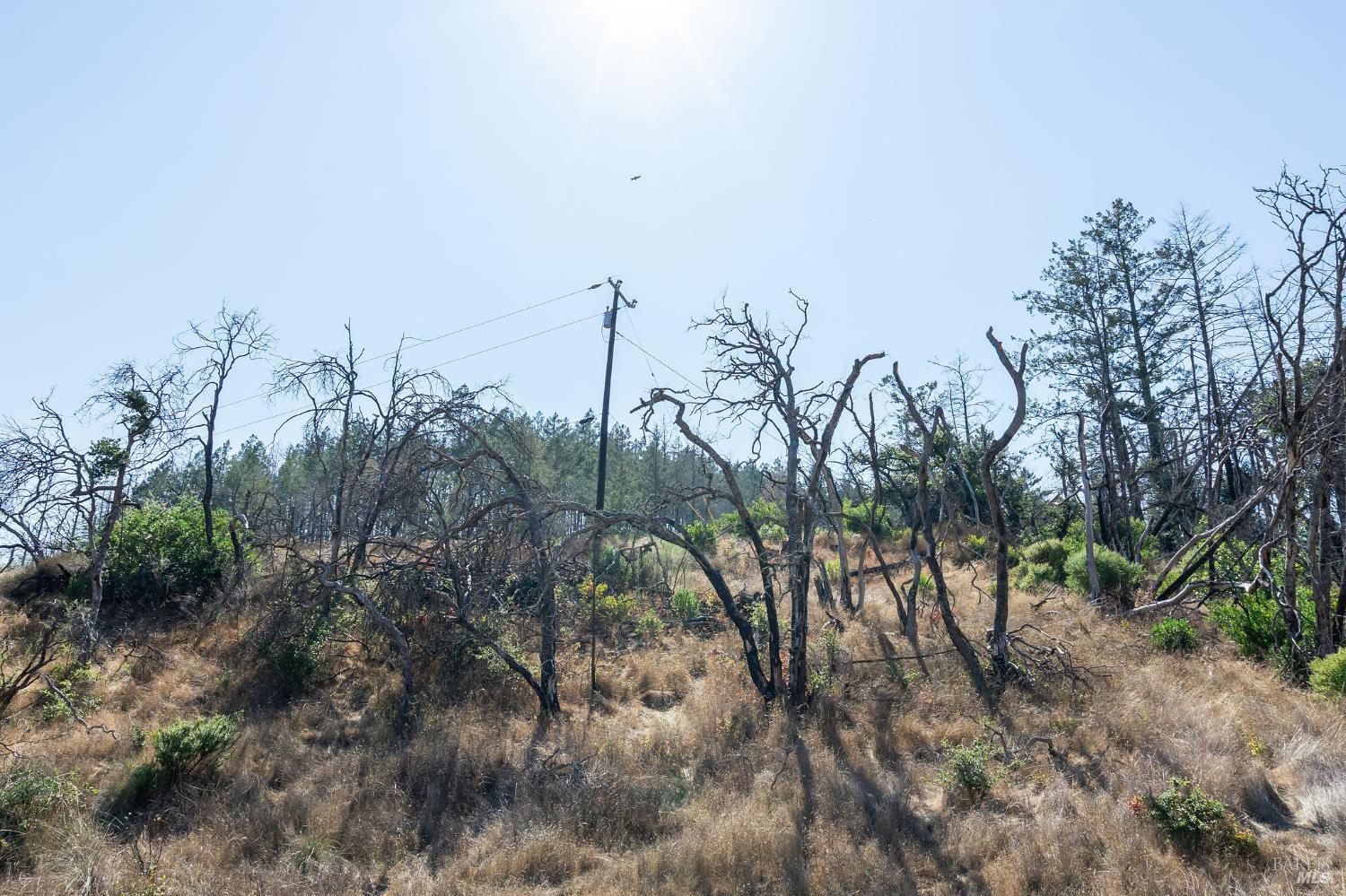 6583 St Helena Road Santa Rosa, CA 95404 - Photo 55 of 71 a view of a yard with a tree