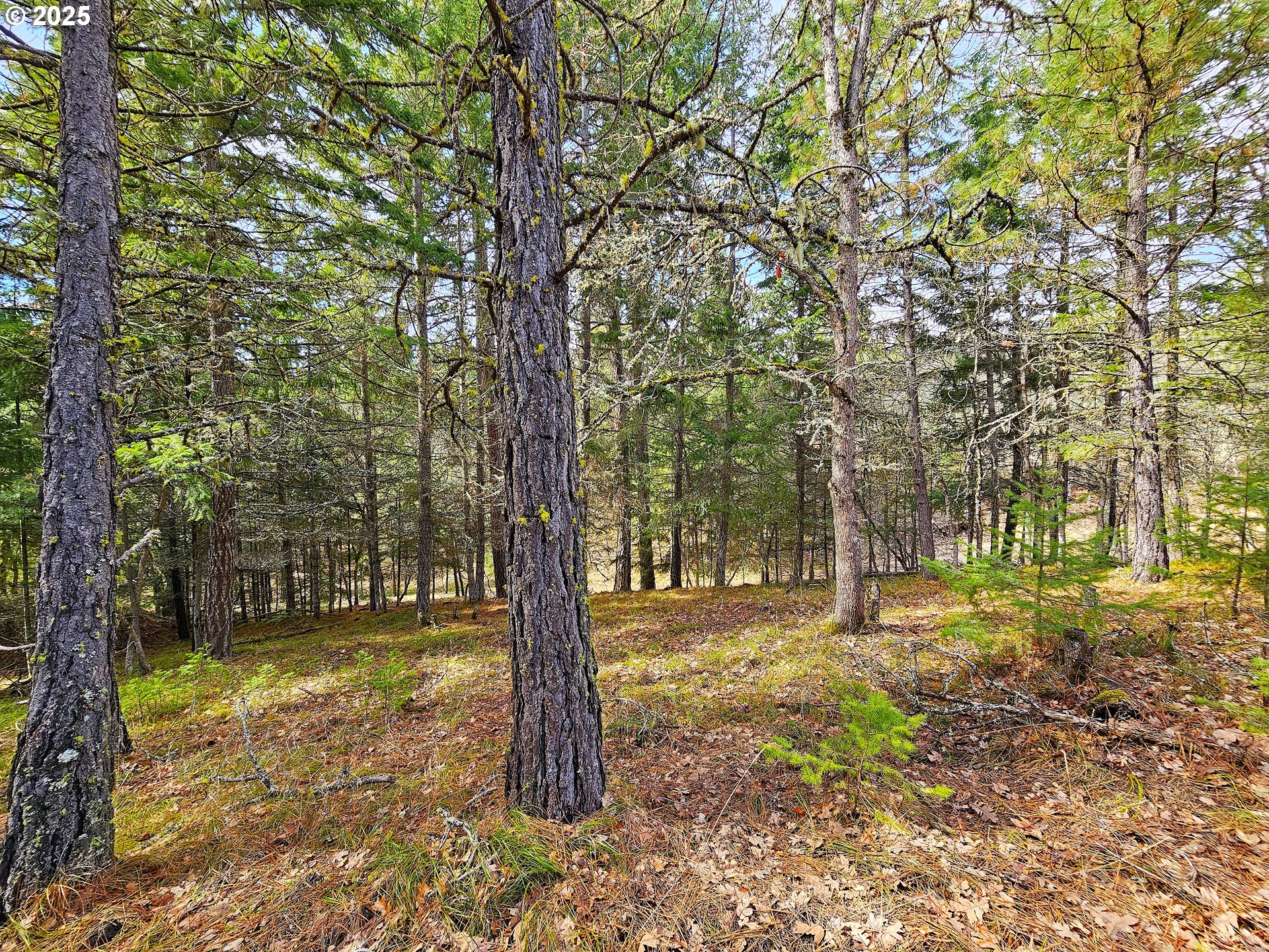 272 Johnson Road Lyle, WA 98635 - Photo 25 of 36