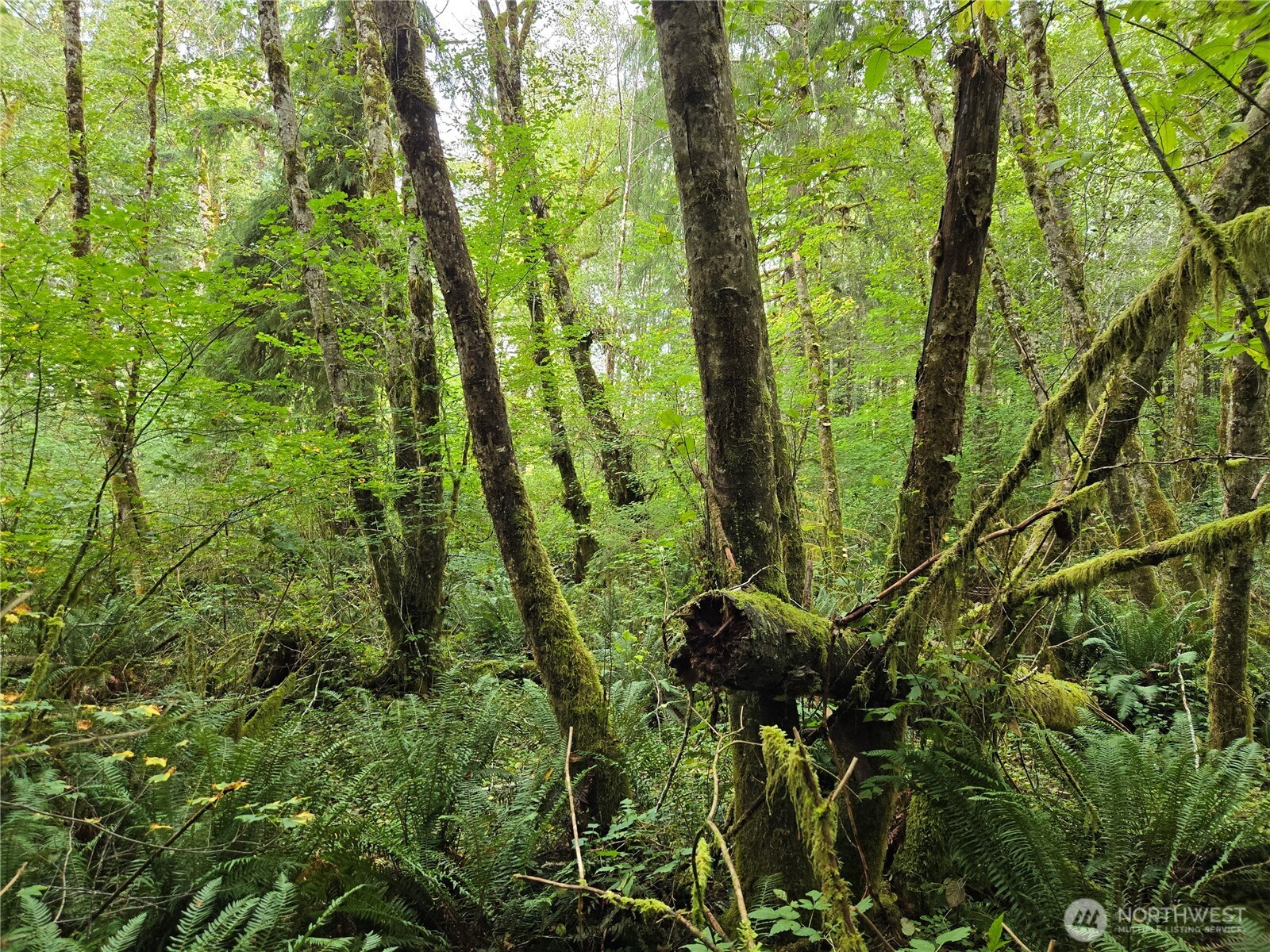 -nka Lund Road Cosmopolis, WA 98537 - Photo 3 of 7