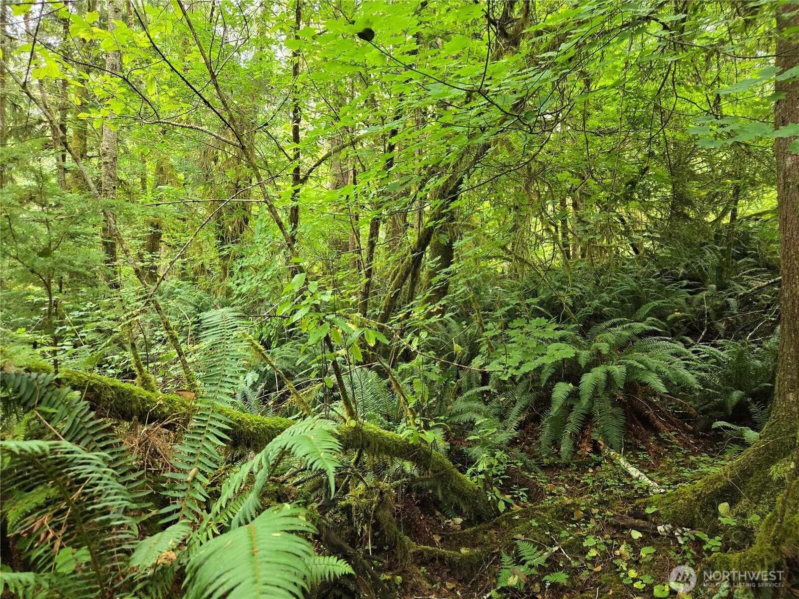 -nka Lund Road Cosmopolis, WA 98537 - Photo 4 of 7