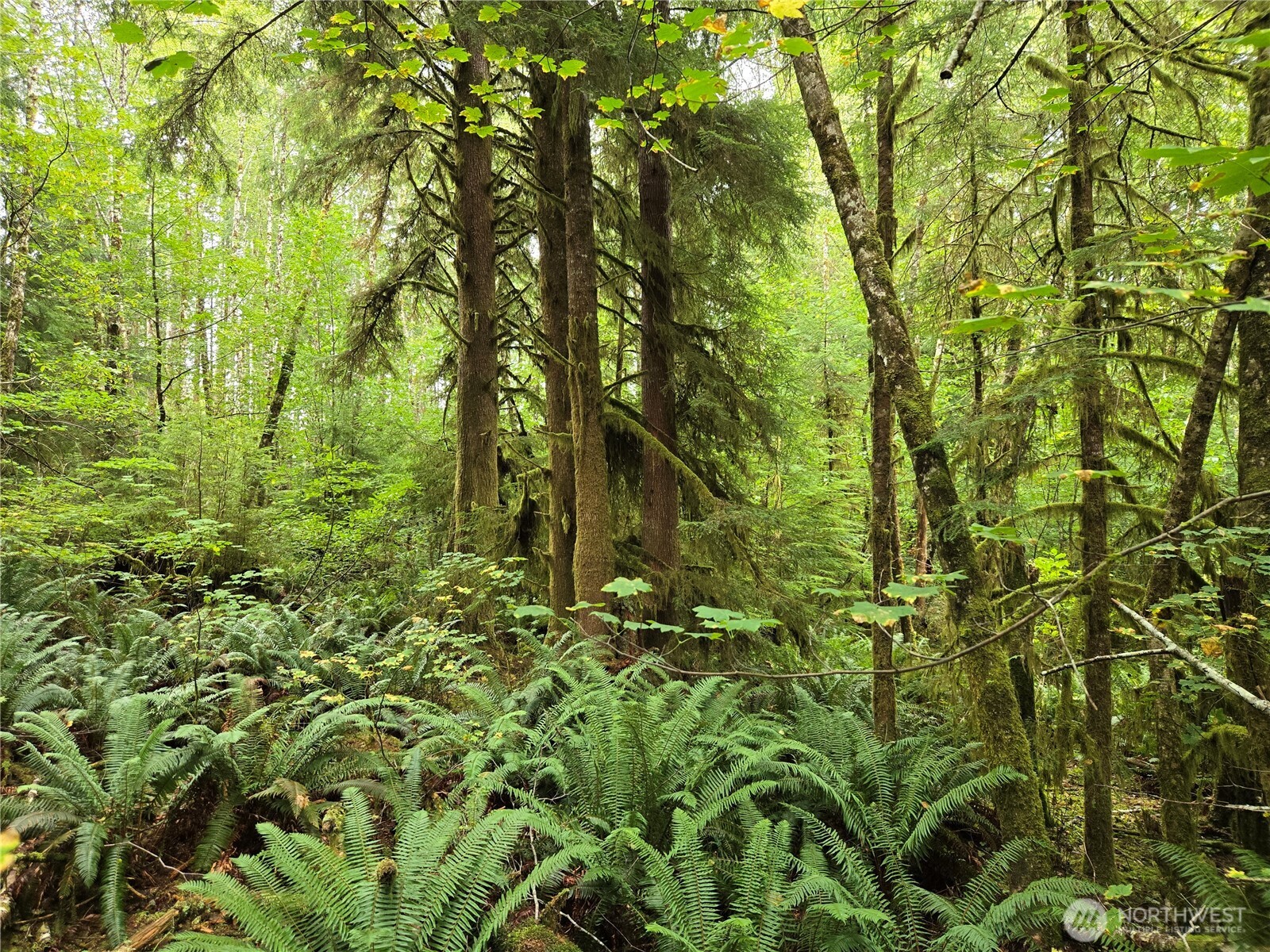 -nka Lund Road Cosmopolis, WA 98537 - Photo 5 of 7