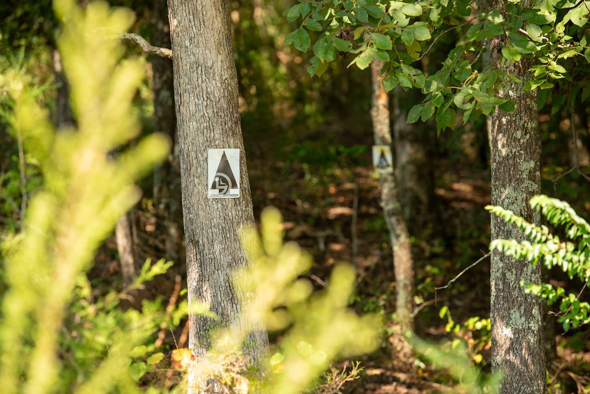 437 South Ore Road Westpoint, TN 38486 - Photo 45 of 58 a view of a tree with a plant