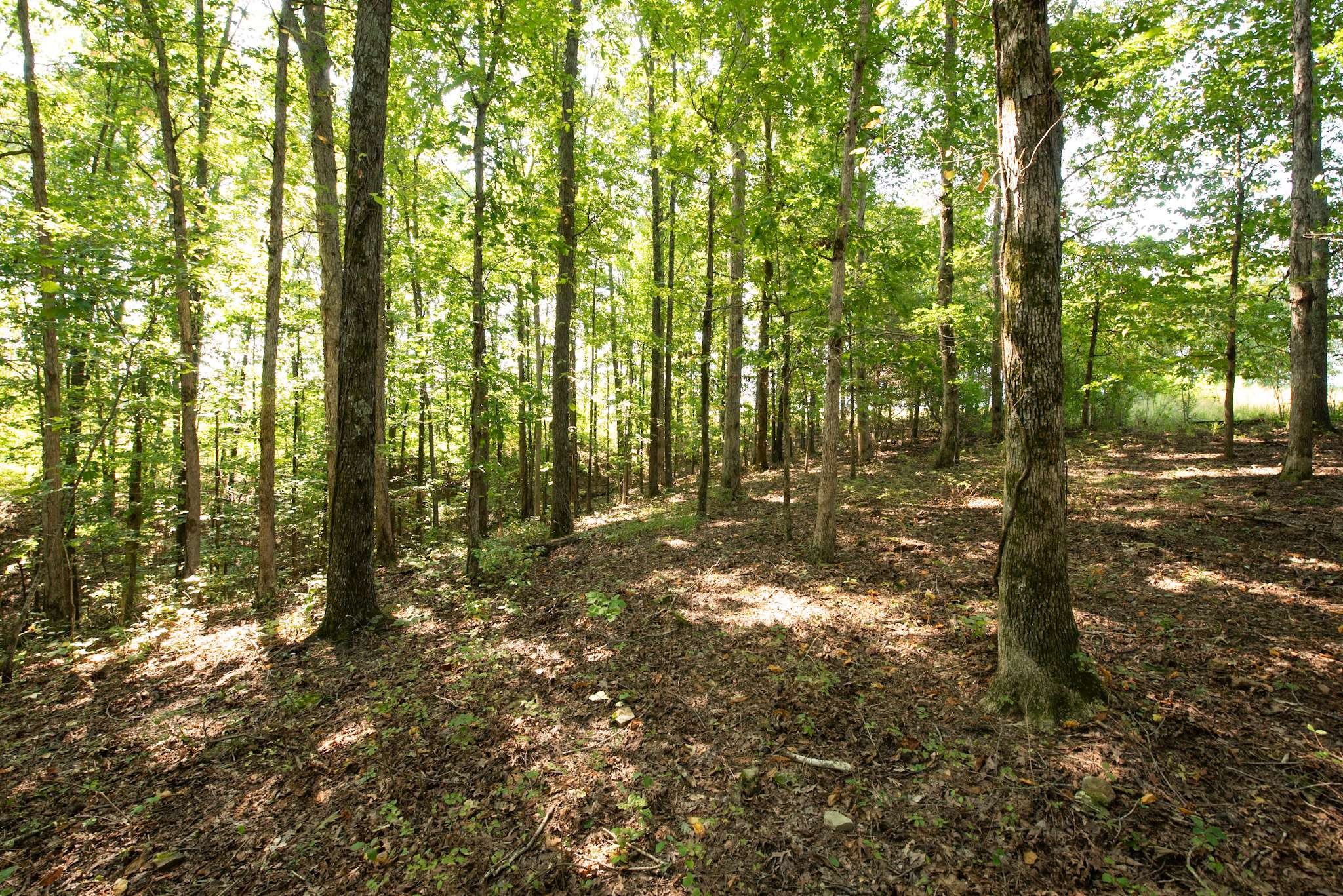 437 South Ore Road Westpoint, TN 38486 - Photo 56 of 58 a view of forest
