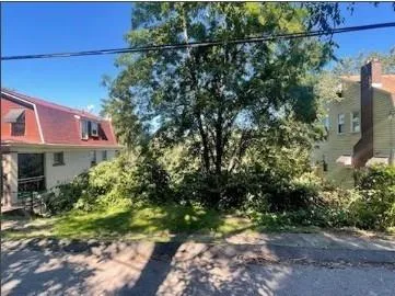 a view of a yard with plants and large trees