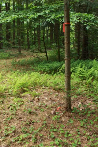 $135,000 | 0 Thomas Drive, Montgomery Center, VT 05471