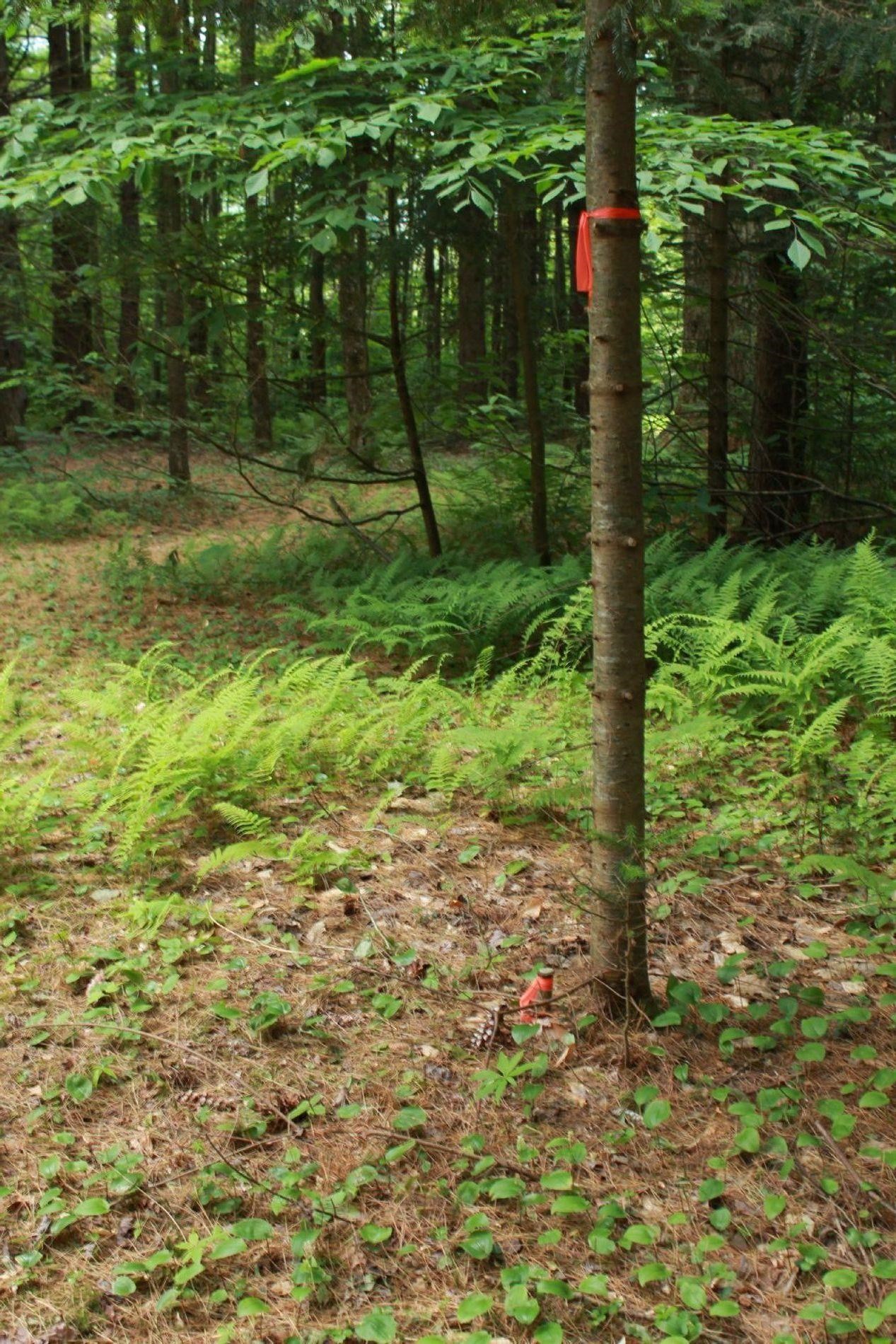 0 Thomas Drive Montgomery Center, VT 05471 - Photo 16 of 21