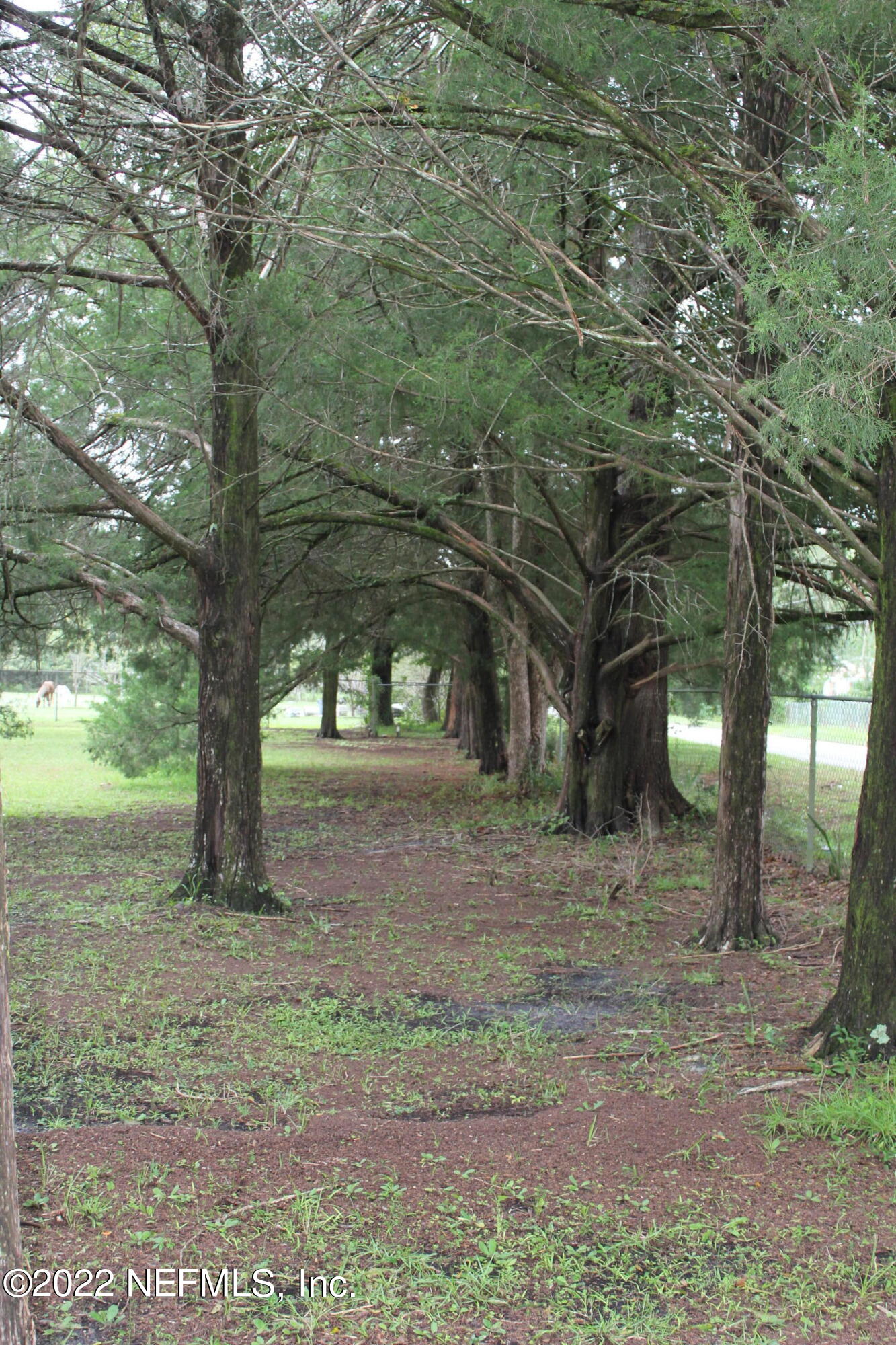0 Lambing Road Jacksonville, FL 32210 - Photo 8 of 8 Trees front of property