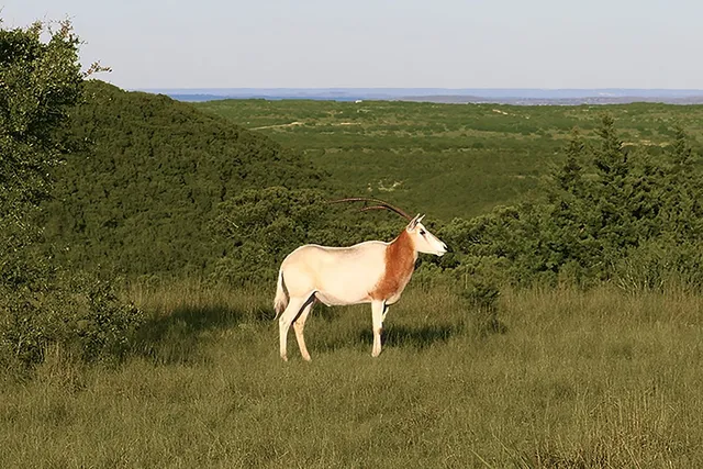 $569,000 | 129-130 Lynx Cove, Unit RMKS, Blanco, TX 78606