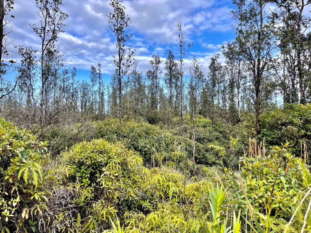 4316 Ooaa Road Pahoa, HI 96778 - Photo 10 of 12 Gallery Image 10
