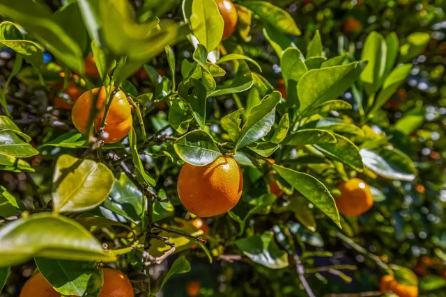 $2,495,000 | 41 Leleaka Place, Unit A, Haiku, HI 96708