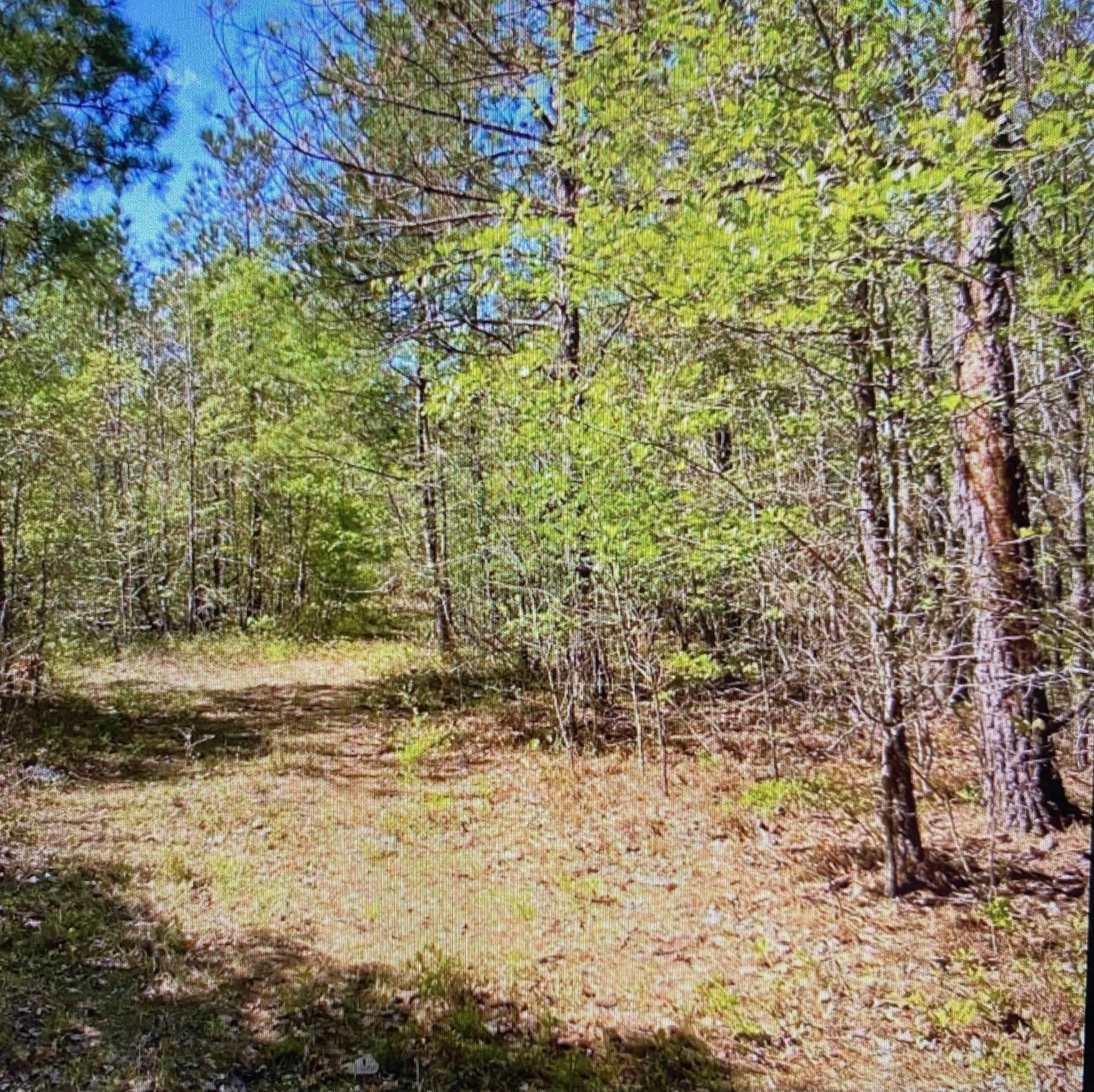 Tbd Loch Haven Road Rockingham, NC 28379 - Photo 1 of 3 Land View