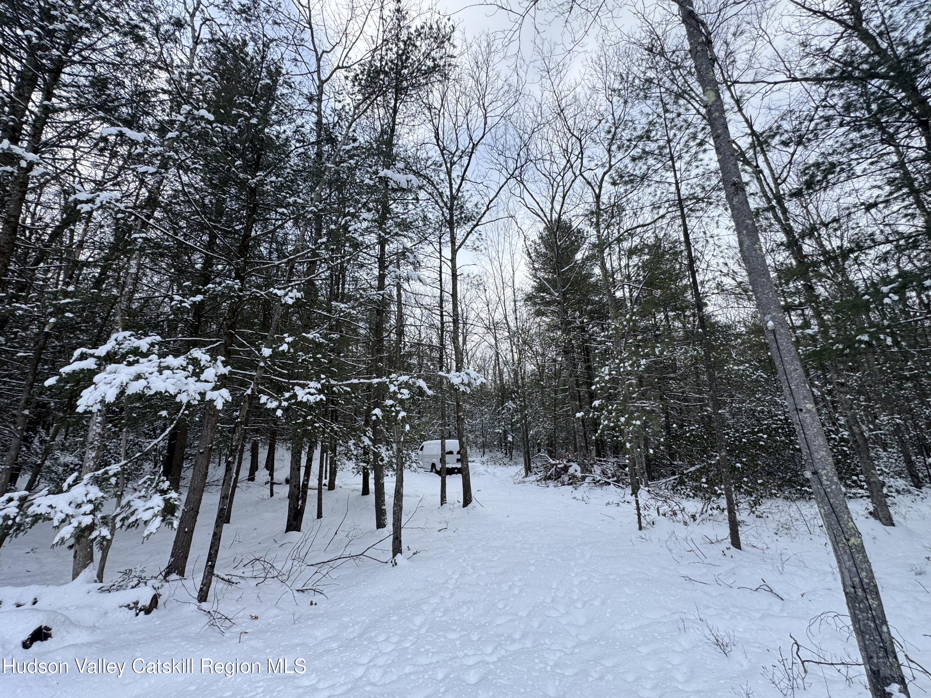 171 Renner Road Mountain Dale, NY 12763 - Photo 2 of 20 a view of a forest with trees