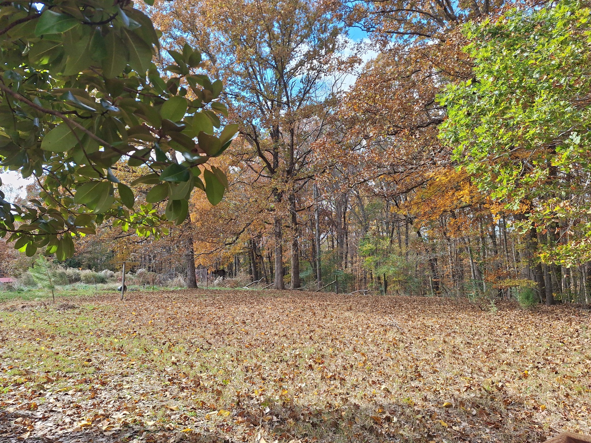 538 Mt Nebo Road Iron City, TN 38463 - Photo 27 of 33 a backyard of a house with lots of green space