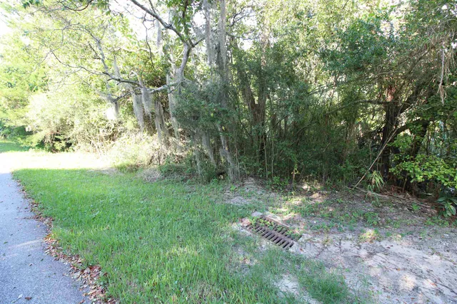 a view of a yard with large trees