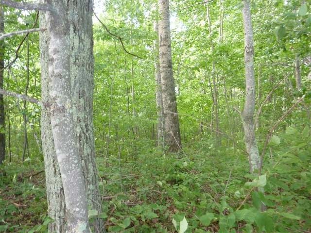 Lot 11 Thorofare Road Minocqua, WI 54548 - Photo 4 of 15 Gallery Image 4