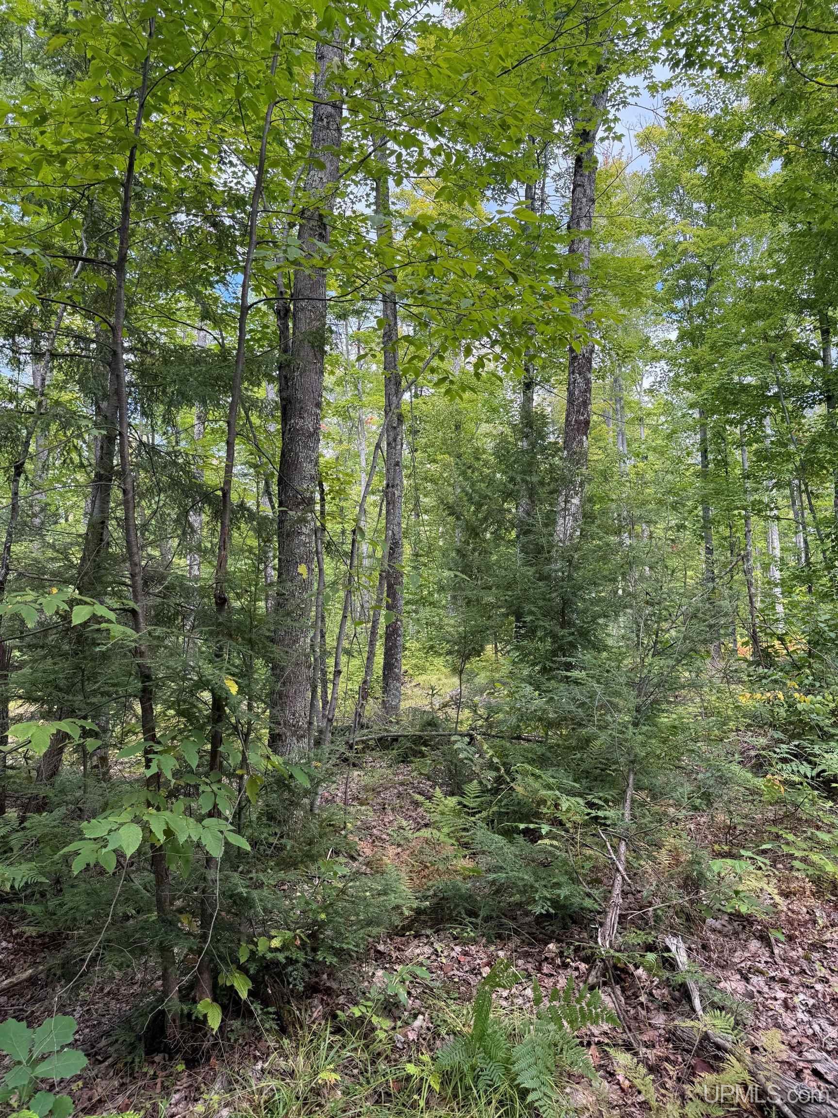 Tbd Kiviranta Road Pelkie, MI 49958 - Photo 8 of 19